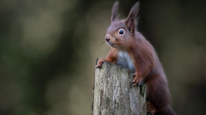 Red Squirrel in Mount Stewart Demesne